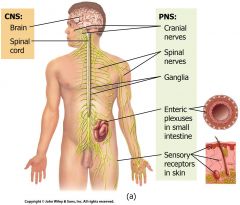 the CNS (central nervous system) and PNS (periphial nervous system)