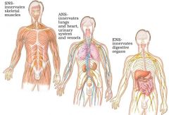 i. sns - sematic nervous system ii. Ans – autonomic nervous system iii. ENS - Enteric nervous system