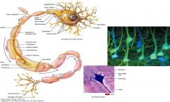 i. neurons ii. neuroglia