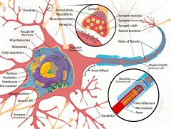 cells that conduct nerve impulses. 100 BILLION IN BRAIN 100 MILLION IN SPINAL CORD