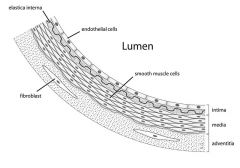The endothelium is the thin layer of cells that lines the interior surface of blood vessels and lymphatic vessels, forming an interface between circulating blood in the lumen and the rest of the vessel wall. The cells that form the endot...