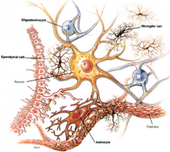 is the most common glial cell type.