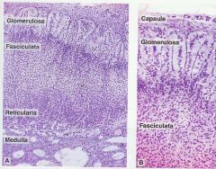 - Zona glomerulosa: beneath capsule, is composed of columnar or pyramidal cells and arranged as rounded or arched cords
- Zona fasiculata: (middle), cells arranged in straight cords, 1 or 2 cells thick and perpendicular to surface
- Zona reticul...