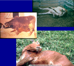 what are the clinical signs of rabies in cattle and what are the other CNS diseases?
