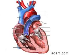 aortic valve