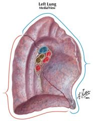 apex of left lung