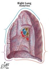 apex of right lung