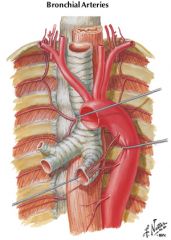 bronchial arteries
