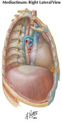 esophageal plexus