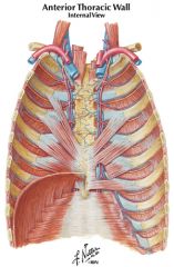 internal thoracic arteries