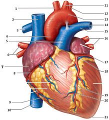 left coronary artery