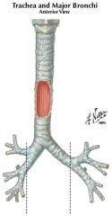 main bronchus (left and right)