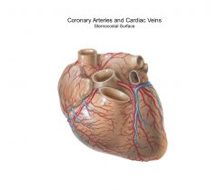 marginal branch of right coronary artery