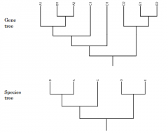 In the gene tree shown: at least how many gene duplications have taken place?