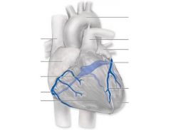 middle cardiac vein