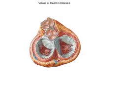 pulmonary valve