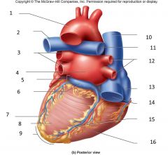 pulmonary veins