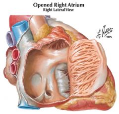 right atrioventricular valve