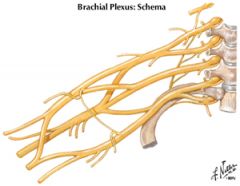 roots of brachial plexus