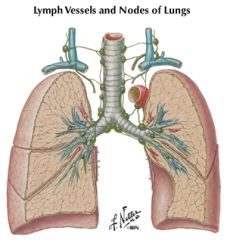 tracheobronchal lymph nodes