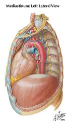 vagal trunk (anterior and posterior)