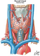 vagus nerve (X)
