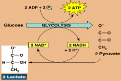 -occurs in the cytosol 



- glucose is converted into 2 pyruvate molecules, alsoproducing 4x ATP and 2x NADH (Nicotinamideadenine dinucleotide) 



- in anaerobic conditions, pyruvate is converted in to lactate. In aerobic conditions, acetyl CoA....