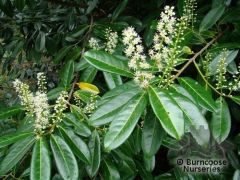 - leaves EG, simple, slightly serrate, glossy dark green, large
- flowers in elongate racemes, white
- fruit blue-black drupe