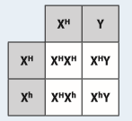 Look at the grid below showing the chances that a couple’s children might have haemophilia. (a) State the genotype of the mother and father. (b) State the possible genotypes of the girls and boys. (c) State the phenotypes of the girls and boys. ...