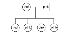 In the top row, one circle and one square should be joined by a horizontal line. They should both be labelled pink. In the next row, showing the F1 generation, the four offspring plants should show one red, two pink and one white.
The offspring ar...