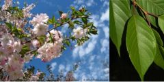 - leaves 1-2" long, acuminate tip, pubescent on lower veins, sm. floral nectary at petiole
- young branches pubescent
- pink, 0.5" flowers