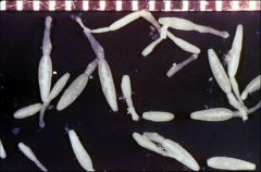 These adult worms were found in the small intestine of a dog. What species is it? what type of cystercercoid is formed in the IH?