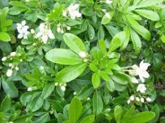 - leaves ternately compound
- leaflets glossy, sessile
- strong citrus smell
- flowers fragrant (white, 3-6 in corymb)