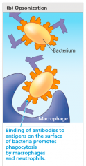 antibodies bound to antigens on bacteria
do not block infection, but instead present a readily recognized
structure for macrophages or neutrophils, thereby
promoting phagocytosis
