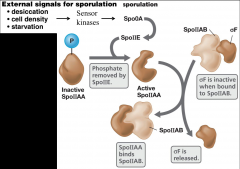 










regulates sporulation
