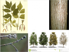 Box-elder, Ash-leaf maple