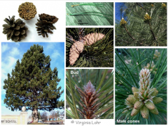Austrian pine, Black pine