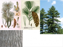 Eastern white pine, White pine