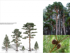 Scotch pine, Scots pine