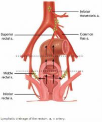 Superior rectal - off IMA


Middle rectal - from the internal iliac artery


Inferior rectal - arises from the internal pudendal artery


 