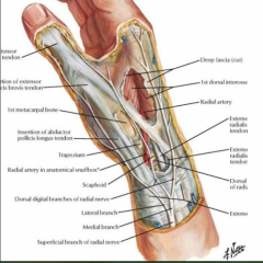 - Radial nerve
- Radial artery
- Cephalic vein
* Scaphoid bone = floor