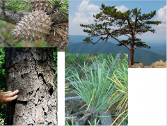 Table-mountain pine