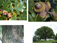 Bur oak, Mossycup oak
