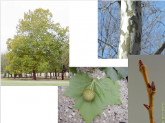 American sycamore, Buttonwood