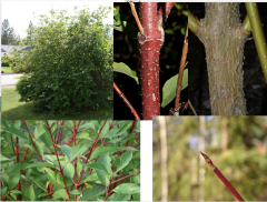 Red-osier dogwood, Red-stem dogwood