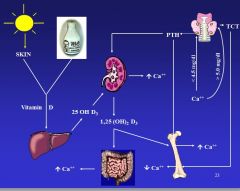 - Vitamin D comes from conversion of cholesterol via UV
-  Hydroxylation in the 25’ position in the liver
- Hydroxylation in the 1’ position in the kidney
- 1,25 dihydroxy is the most potent form of vitamin D
   --> primary site of action ...