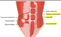  Linea alba: fusion of rectus abdominis medial borders
Linea similunaris: lateral margin of rectus abdominis
Tendinous intersections: between rectus ab. and anterior wall of rectus sheath. Creates bulge.