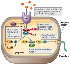 -the
amount of methylation on MCP determines the cells response to attractants and
repellants
-binding
of methylated CheY to
the flagellar
motor results in clockwise rotation and tumbling of the cell
-CheZ removes the phosphate from CheY so
...