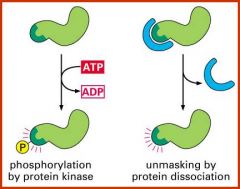 Signals which are quickly created or inmasked to target a protein for destruction eg. through phosphorylation of protein kinase or protein dissociation.
