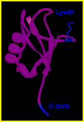 Ubiquitin. Chains of it attach to the cytosolic proteins by attaching the C-terminus of a new molecule to Lys48 of the previous one.
Monoubiquitinylation signals the degradation of integral membran proteins.
